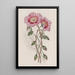 Calandrinia décolorée - Sydenham Edwards — quadro incorniciato alla parete