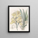Mormodes luxées - Sydenham Edwards — quadro incorniciato alla parete