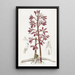 Dipodium tacheté - Sydenham Edwards — quadro incorniciato alla parete