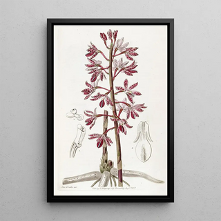 Sydenham Edwards - Dotted Dipodium.webp