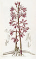 Dipodium tacheté - Sydenham Edwards — vista dell’opera