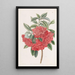Azalée rouge double d'Inde - Sydenham Edwards — quadro incorniciato alla parete
