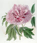 Peonia arbustiva riccia doppia rossa - Sydenham Edwards — vista dell’opera