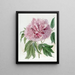 Peonia arbustiva riccia doppia rossa - Sydenham Edwards — quadro incorniciato alla parete