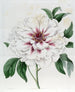 Pivoine arbustive doppia bianca - Sydenham Edwards — vista dell’opera