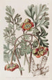 Pivoine californienne di Douglas - Sydenham Edwards — vista dell’opera