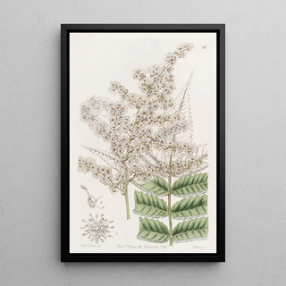 Sydenham Edwards - Dr Lindleys Spiraea.webp