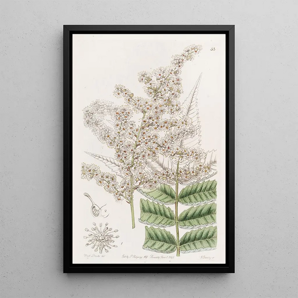 Sydenham Edwards - Dr Lindleys Spiraea.webp