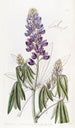 Lupin à feuilles tombantes - Sydenham Edwards — vista dell’opera