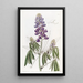 Lupin à feuilles tombantes - Sydenham Edwards — quadro incorniciato alla parete