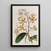 Dendrobium terne - Sydenham Edwards — quadro incorniciato alla parete