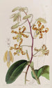 Dendrobium terne - Sydenham Edwards — vista dell’opera