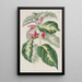 Plante caricaturale des Indes orientales - Sydenham Edwards — quadro incorniciato alla parete