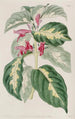 Plante caricaturale des Indes orientales - Sydenham Edwards — vista dell’opera