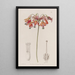 Bessera elegante - Sydenham Edwards — quadro incorniciato alla parete