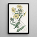 Madia elegante - Sydenham Edwards — quadro incorniciato alla parete