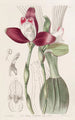 Lycaste à fleurs régulières - Sydenham Edwards — vista dell’opera