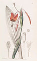 Tige raide couleur flamme - Sydenham Edwards — vista dell’opera