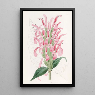 Sydenham Edwards - Fleshcoloured Justicia.webp