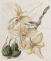 Stanhopea a quattro corni - Sydenham Edwards — vista dell’opera