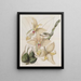 Stanhopea a quattro corni - Sydenham Edwards — quadro incorniciato alla parete