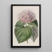 Clérodendron odorant - Sydenham Edwards — quadro incorniciato alla parete