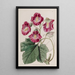 Martynie odorante - Sydenham Edwards — quadro incorniciato alla parete