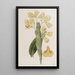 Dendrobium sillonné - Sydenham Edwards — quadro incorniciato alla parete