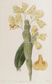 Dendrobium sillonné - Sydenham Edwards — vista dell’opera