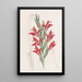 Variété di giardino - Sydenham Edwards — quadro incorniciato alla parete