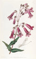 Pénstémon gentianacé - Sydenham Edwards — vista dell’opera