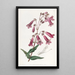 Pénstémon gentianacé - Sydenham Edwards — quadro incorniciato alla parete