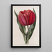 Tulipano di Gesner - Sydenham Edwards — quadro incorniciato alla parete