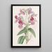 Baume glanduleux - Sydenham Edwards — quadro incorniciato alla parete