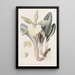 Brassavola glauque - Sydenham Edwards — quadro incorniciato alla parete