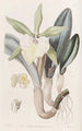 Brassavola glauque - Sydenham Edwards — vista dell’opera