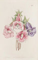 Gloxinia speciosa - Sydenham Edwards — vista dell’opera