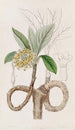 Edgeworthia dorée - Sydenham Edwards — vista dell’opera