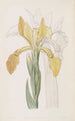 Iris doré - Sydenham Edwards — vista dell’opera
