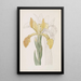 Iris doré - Sydenham Edwards — quadro incorniciato alla parete
