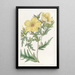 Bartonie a fiori dorati - Sydenham Edwards — quadro incorniciato alla parete