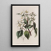 Philadelphus di Gordon - Sydenham Edwards — quadro incorniciato alla parete