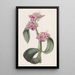 Tradescantia à jointures goutteuses - Sydenham Edwards — quadro incorniciato alla parete