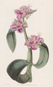Tradescantia à jointures goutteuses - Sydenham Edwards — vista dell’opera