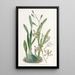 Épidendrum gracieux - Sydenham Edwards — quadro incorniciato alla parete
