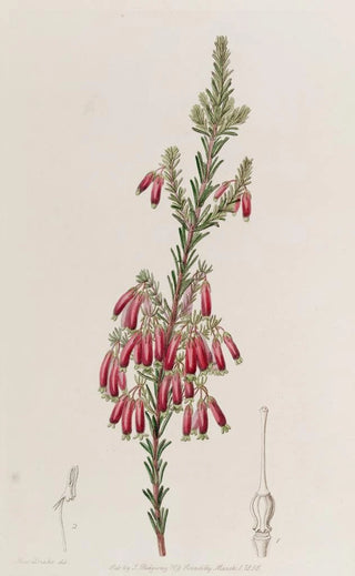 Sydenham Edwards - Greentipped Heath.webp