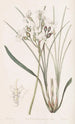 Stylewort velu - Sydenham Edwards — vista dell’opera