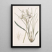 Stylewort velu - Sydenham Edwards — quadro incorniciato alla parete