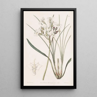 Sydenham Edwards - Hairy Stylewort.webp