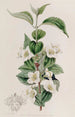 Syringa velu - Sydenham Edwards — vista dell’opera